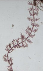 Antithamnion hubbsii