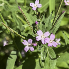 Epilobium glandulosum