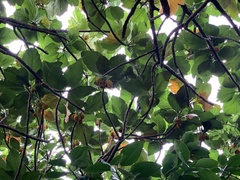 Artocarpus treculianus