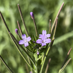 Epilobium glandulosum