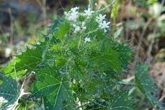 Cnidoscolus angustidens