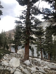 Pinus balfouriana