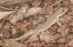 Phyllodactylus muralis