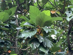 Artocarpus treculianus
