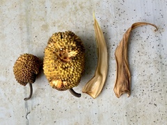 Artocarpus treculianus