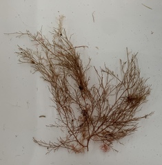 Melanothamnus