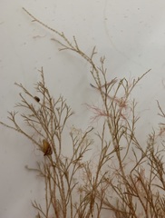 Melanothamnus