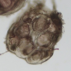 Melanothamnus