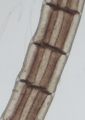Melanothamnus