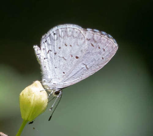 Summer Azure, Kilally, photo 8 of 10