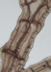 Melanothamnus