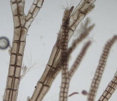 Melanothamnus