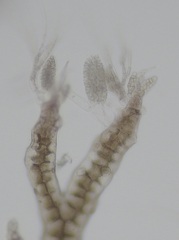 Melanothamnus