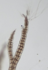 Melanothamnus