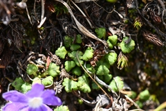 Primula reptans