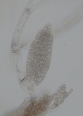 Melanothamnus