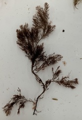 Vertebrata fucoides