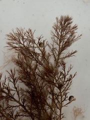 Vertebrata fucoides