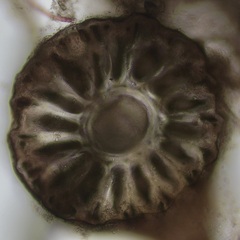 Vertebrata fucoides