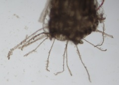 Vertebrata fucoides