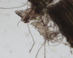 Vertebrata fucoides