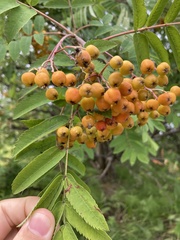 Sorbus aucuparia