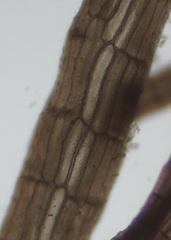 Vertebrata fucoides