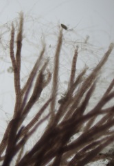Vertebrata fucoides