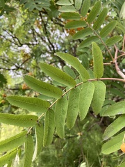 Sorbus aucuparia