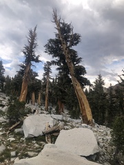 Pinus balfouriana