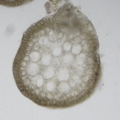 Chondria sedifolia