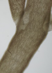 Chondria sedifolia