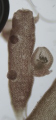 Chondria sedifolia