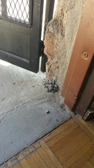 Crotalus lepidus klauberi