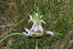 Monarda humilis