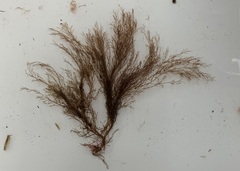 Melanothamnus