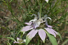 Monarda humilis