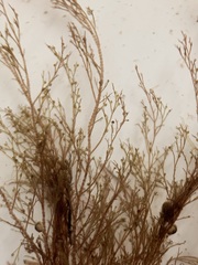 Melanothamnus