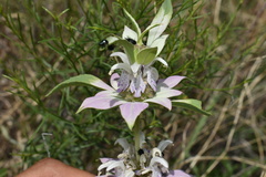 Monarda humilis