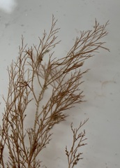 Melanothamnus