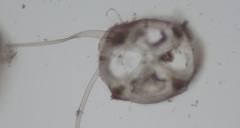 Melanothamnus