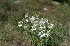 Monarda humilis