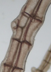 Melanothamnus
