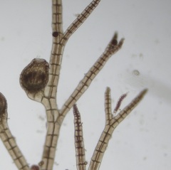 Melanothamnus