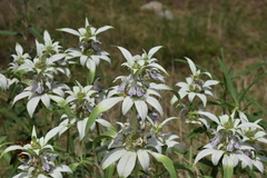 Monarda humilis