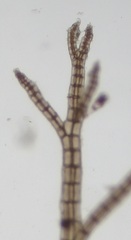 Melanothamnus
