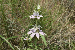Monarda humilis