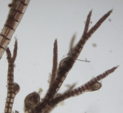 Melanothamnus