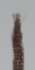Melanothamnus