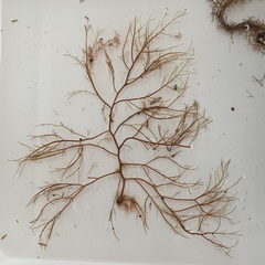 Leptosiphonia fibrillosa